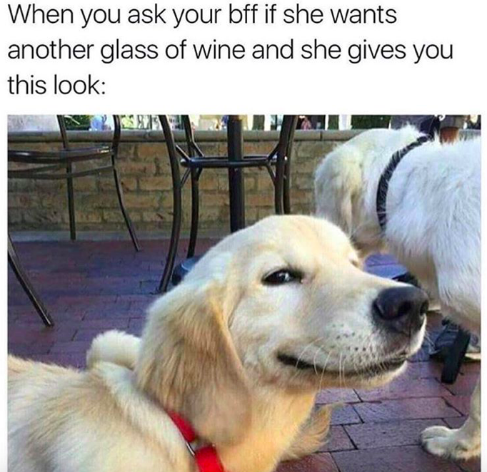 good boy meme dog - When you ask your bff if she wants another glass of wine and she gives you this look