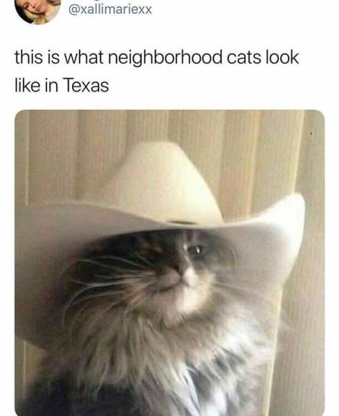 yeehaw cat - this is what neighborhood cats look in Texas