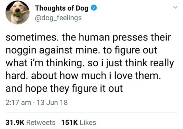 trust quotes - Thoughts of Dog sometimes, the human presses their noggin against mine. to figure out what i'm thinking. so i just think really hard. about how much i love them. and hope they figure it out 13 Jun 18