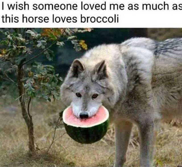 wolf with watermelon - I wish someone loved me as much as this horse loves broccoli