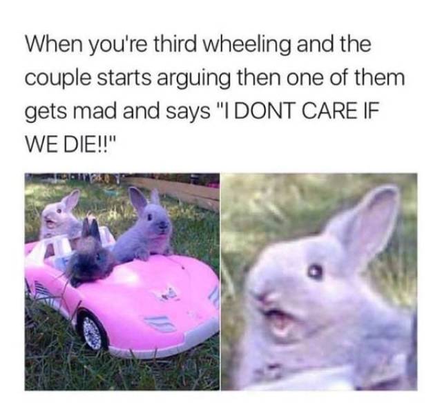 bunnies in car meme - When you're third wheeling and the couple starts arguing then one of them gets mad and says "I Dont Care If We Die!!"