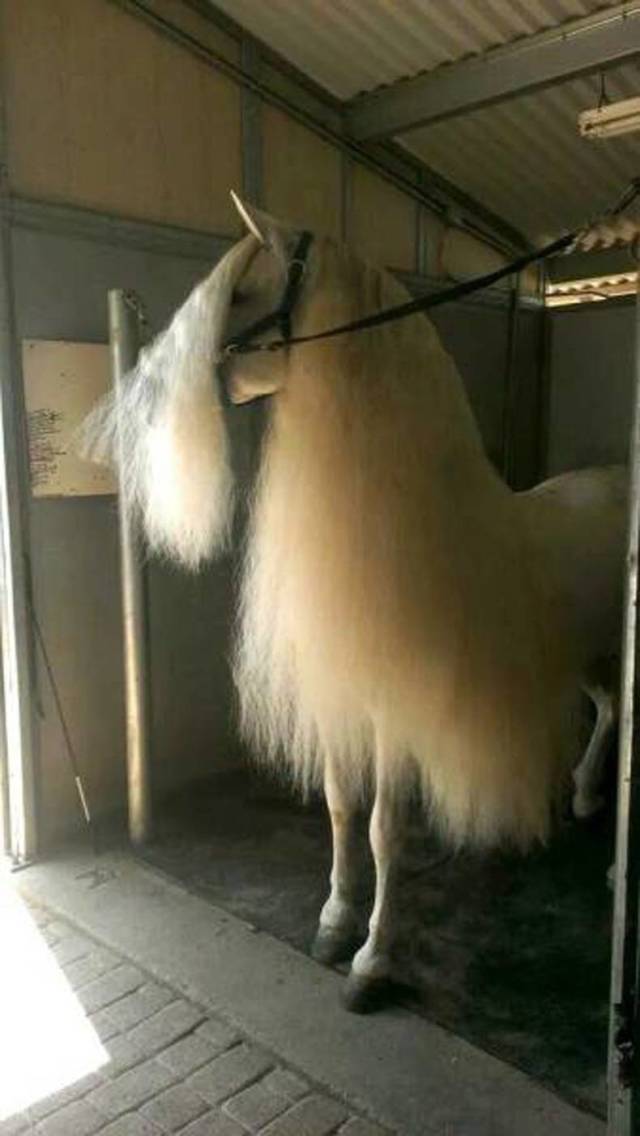 horse with the longest mane and tail