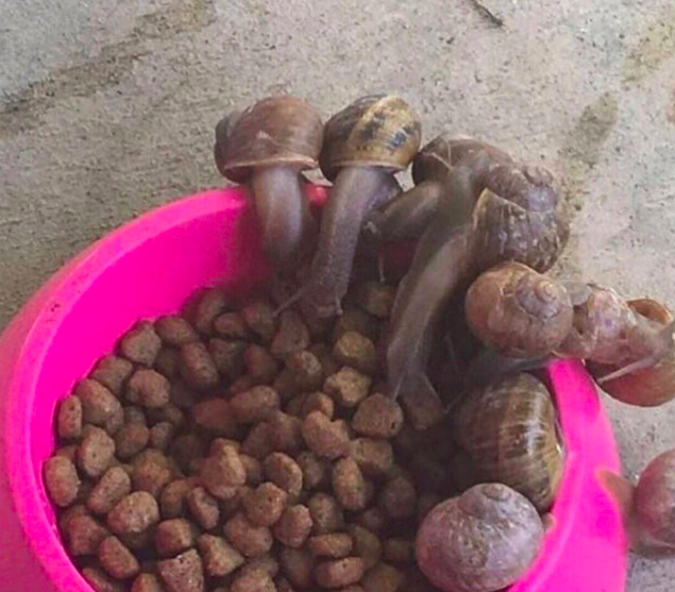 snails eating dog food