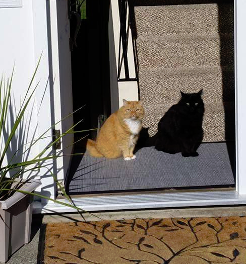 ginger cat and black cat shadow