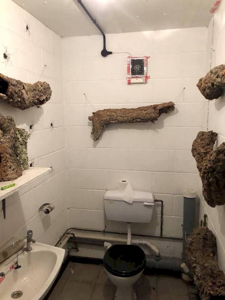 spider bathroom