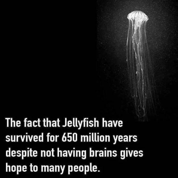 Humour - The fact that Jellyfish have survived for 650 million years despite not having brains gives hope to many people.