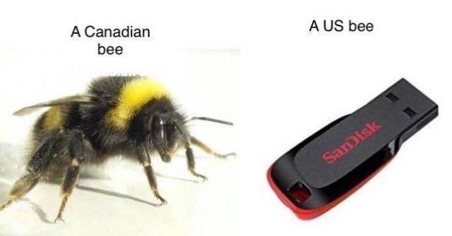 bumblebee insect endangered - A Us bee A Canadian bee Samisk