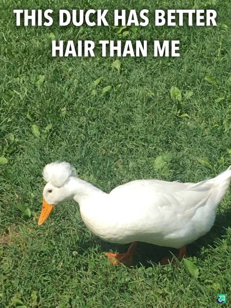 duck - This Duck Has Better Hair Than Me