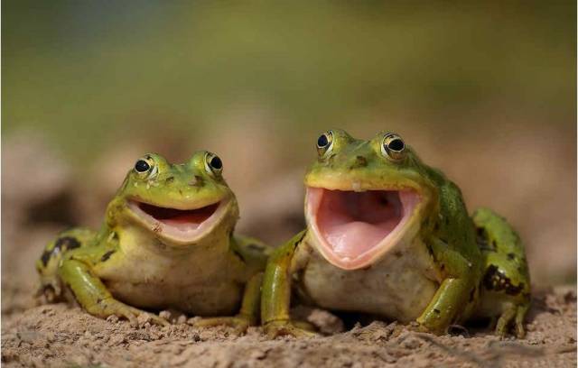happy frogs
