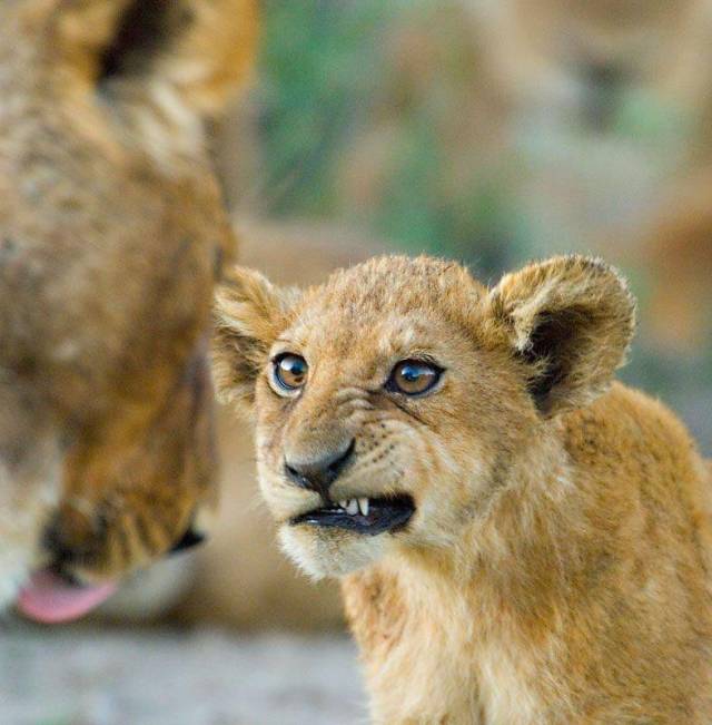 lion expressions