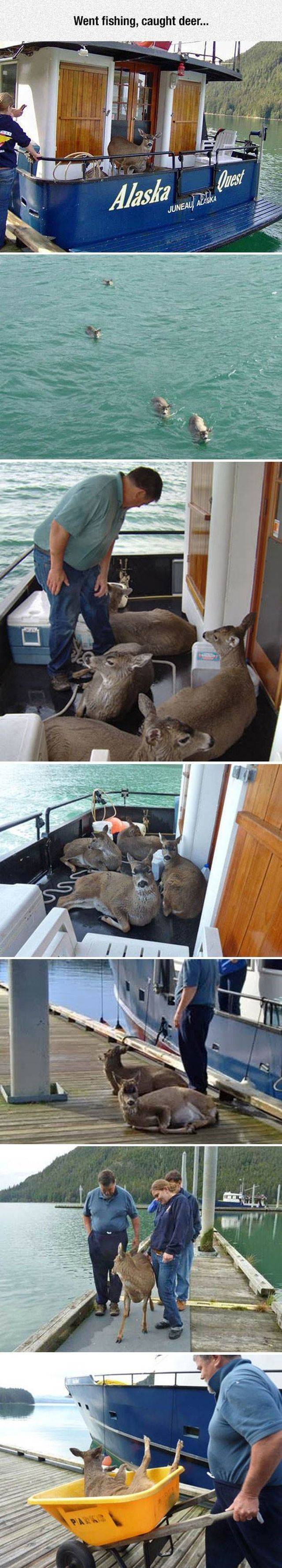 Deer - Went fishing, caught deer... Quest Alaska Menu Delika