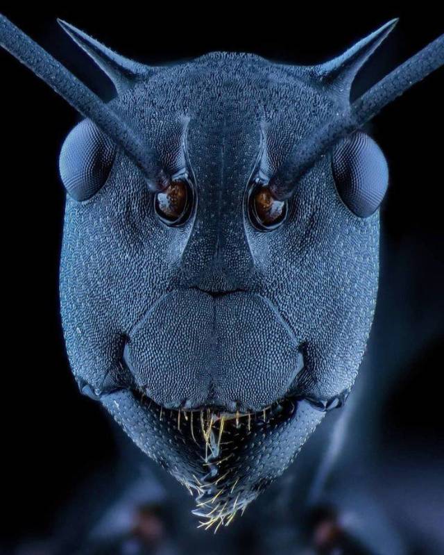 funny picture of face of an ant under an electron microscope
