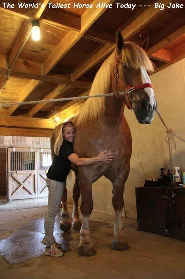 funny picture of biggest horse in the world - The World' Tallest Horse Alive Today Big Jake