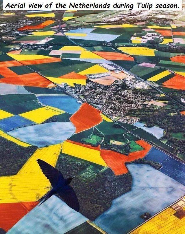 funny picture of aerial view of netherlands during tulip season - Aerial view of the Netherlands during Tulip season.