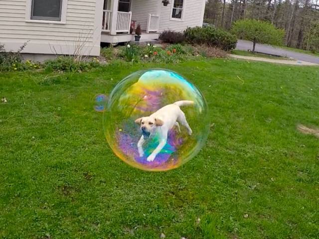 dog in a bubble
