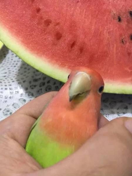 watermelon bird