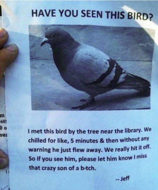 random pic funny street posters - Have You Seen This Bird? im 60 10 nus I met this bird by the tree near the library. We chilled for , 5 minutes & then without any warning he just flew away. We really hit it off. So if you see him, please let him know I m