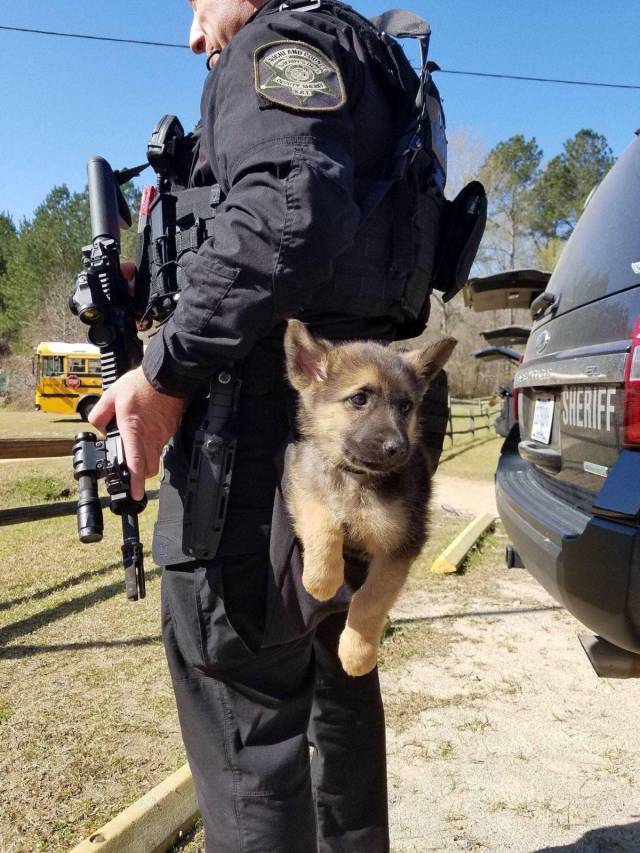 police puppy dog
