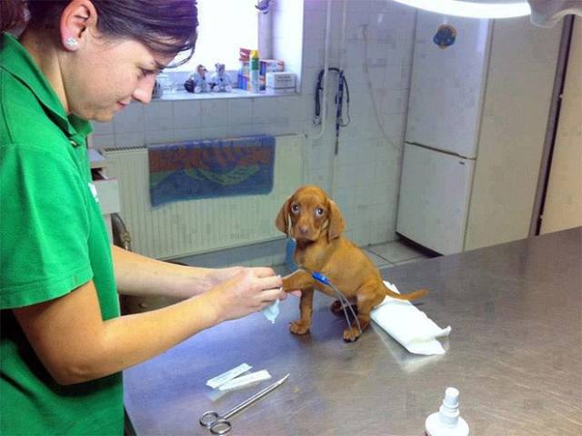 dogs going to the vet