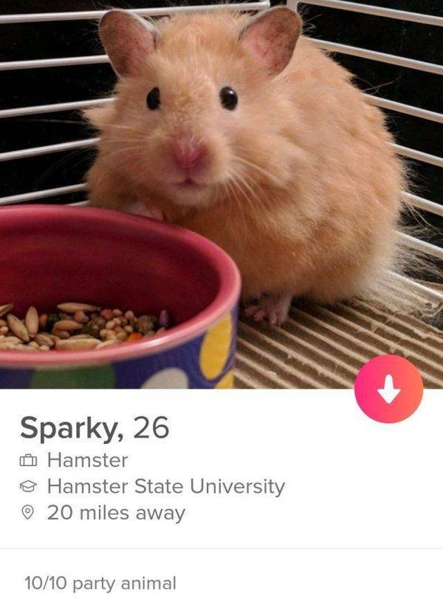 hamster - Sparky, 26 A Hamster o Hamster State University 20 miles away 1010 party animal