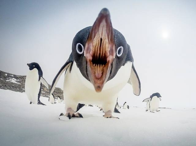 penguins teeth