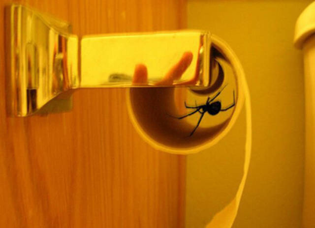 spider in toilet roll