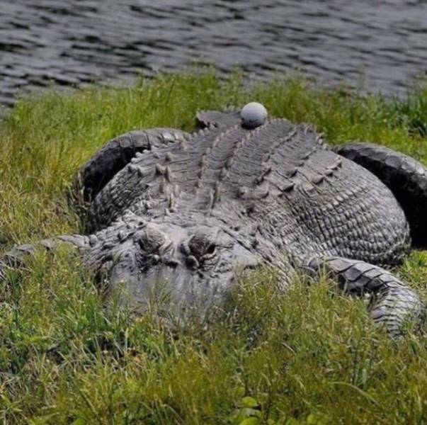 alligator and golf ball