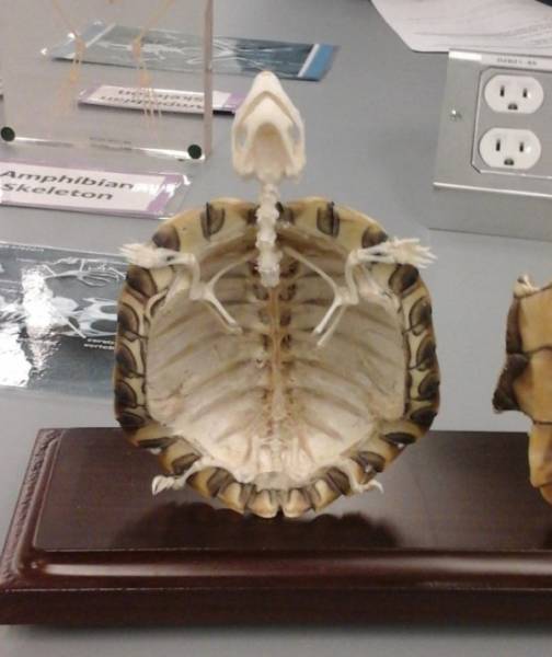 A turtle’s skeleton looks nearly empty inside.