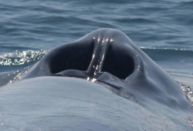 Now you know a whale’s blowhole looks like a giant nose.