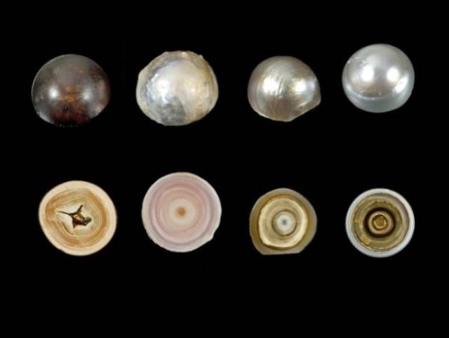 Pearls cut in halves look like tiny galaxies.