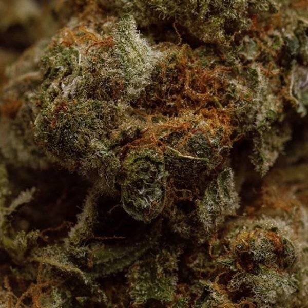 Marijuana looks like a piece of a fairytale forest up close.