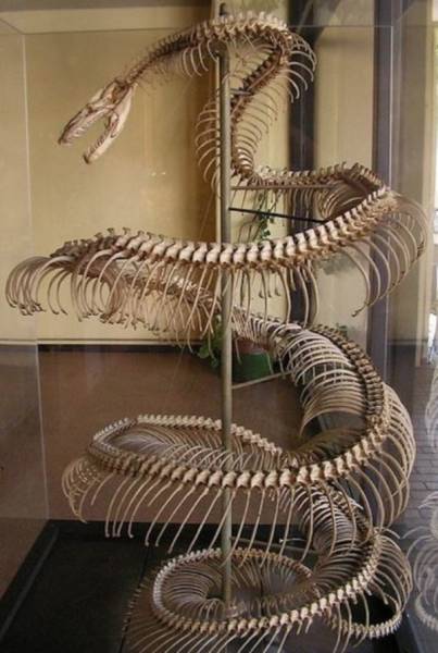 The skeleton of a 28 ft anaconda