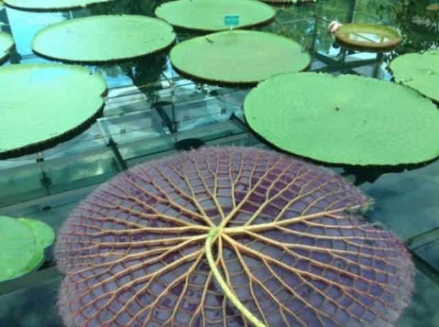 The underside of a lily pad.