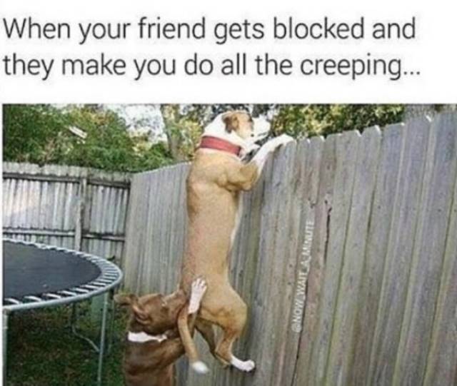 memes  - do you see funny - When your friend gets blocked and they make you do all the creeping...