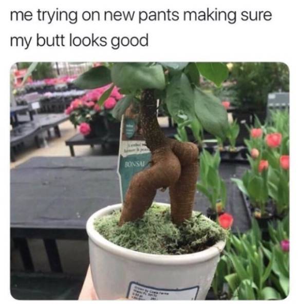 memes  - bonsai meme - me trying on new pants making sure my butt looks good Na