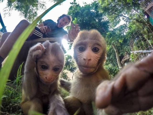 random photo of monkeys in a selfie