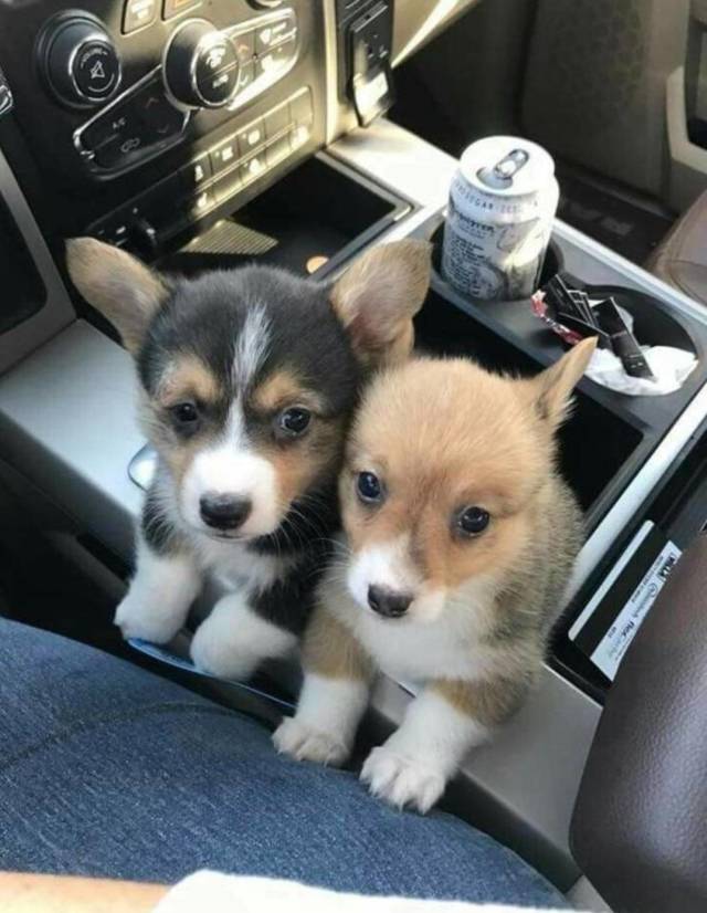 random photo of very cute puppies in a car