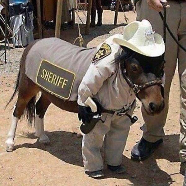 sheriff horse - Sheriff