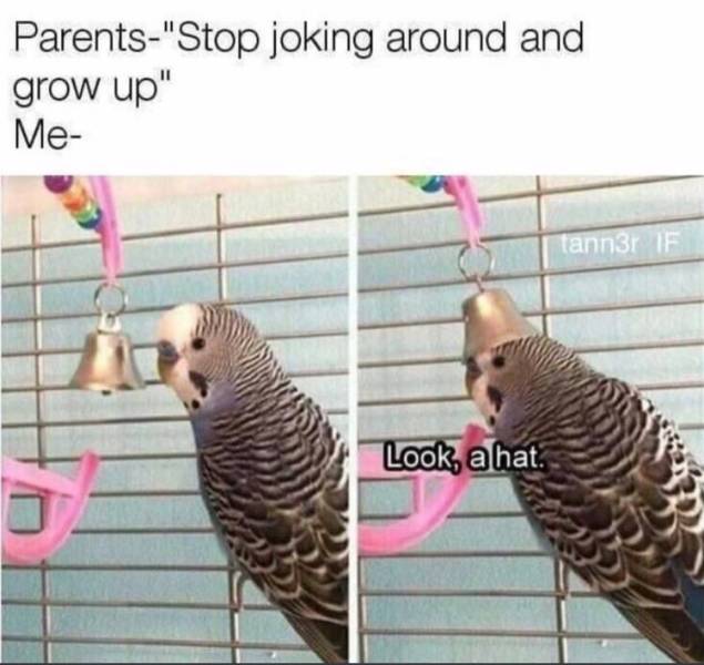 memes - look a hat bird meme - Parents"Stop joking around and grow up" Me tann3r If Look, a hat.