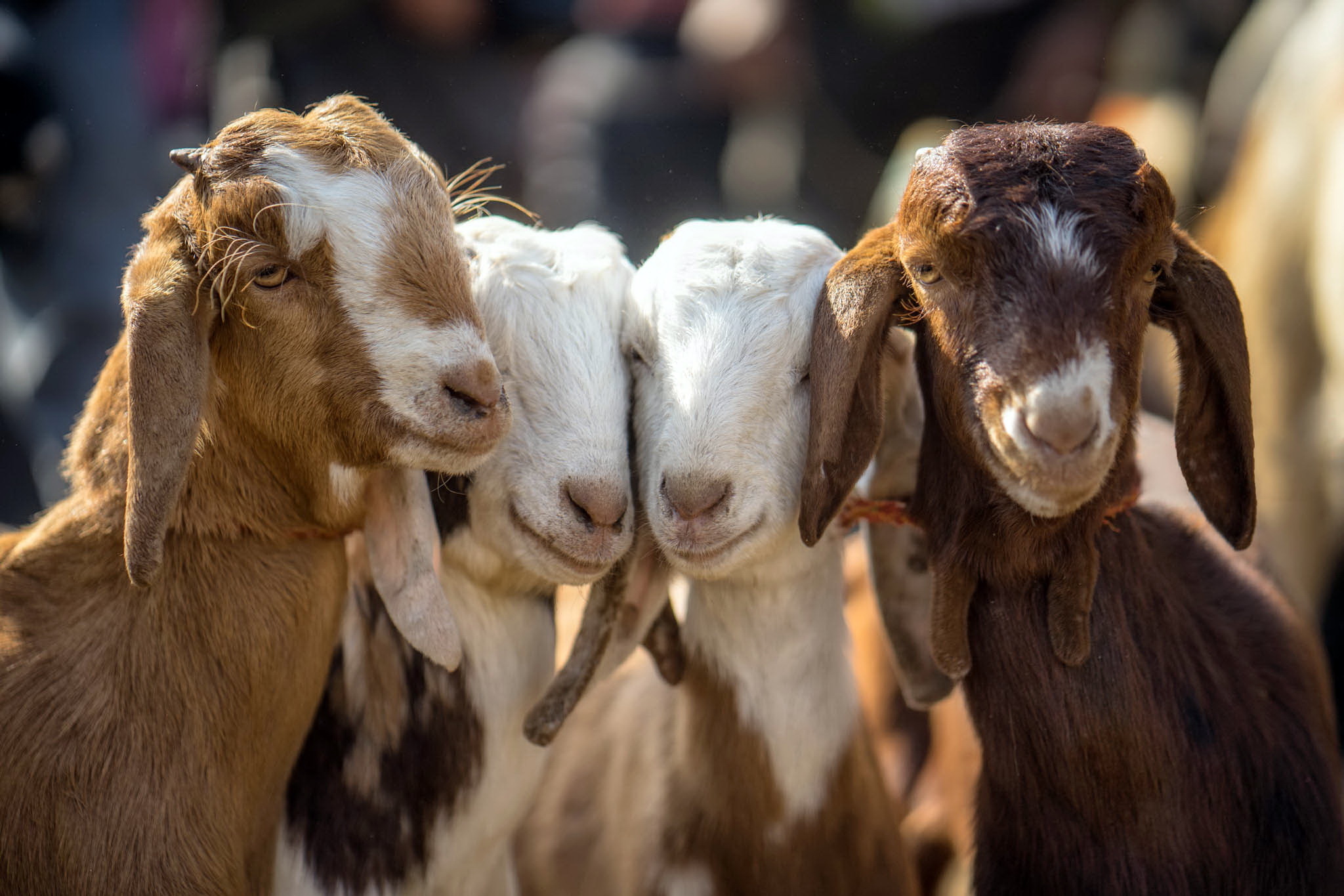 humpday pic of four goats