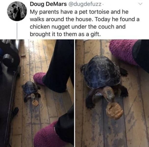 photo caption - Doug DeMars . My parents have a pet tortoise and he walks around the house. Today he found a chicken nugget under the couch and brought it to them as a gift.
