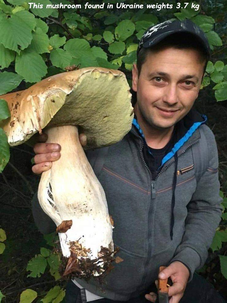 medicinal mushroom - This mushroom found in Ukraine weights 3.7 kg