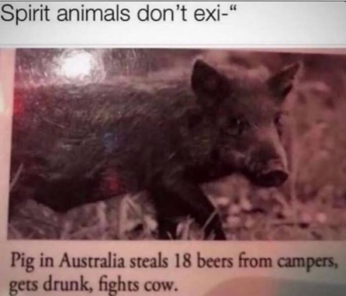 spirit animals don't exi... Pig in Australia steals 18 beers from campers, gets drunk, fights cow.