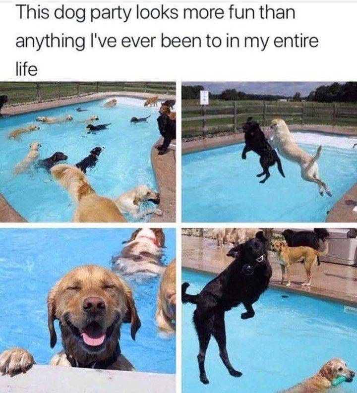 meme - dog pool party meme - This dog party looks more fun than anything I've ever been to in my entire life