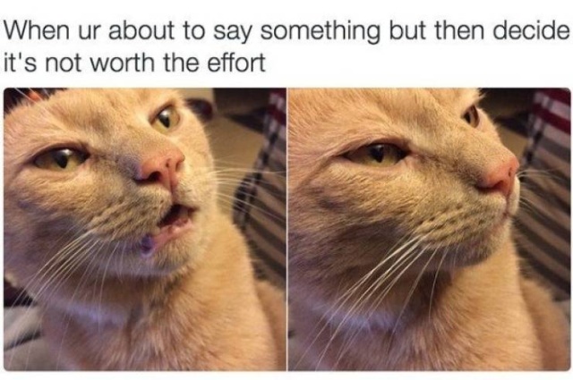 funny meme - cat memes - When ur about to say something but then decide it's not worth the effort