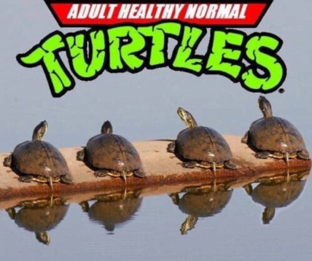 funny meme - teenage mutant ninja turtles - Adult Healthy Normal Yurves