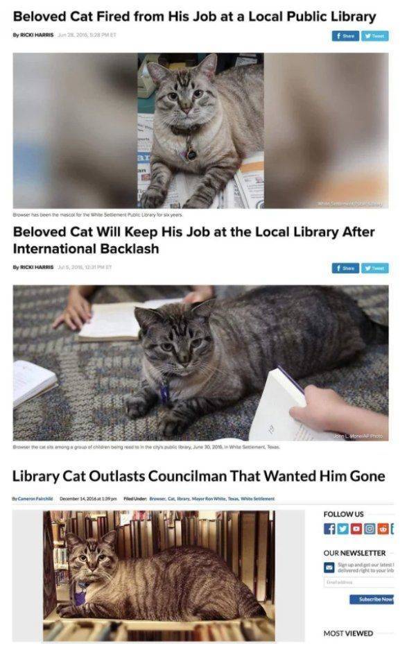 beloved cat fired from library - Beloved Cat Fired from His Job at a Local Public Library By Ricki Harris 2016, 2PMET Browse the been the color new Setement Public Library for yours Beloved Cat Will Keep His Job at the Local Library After International Ba