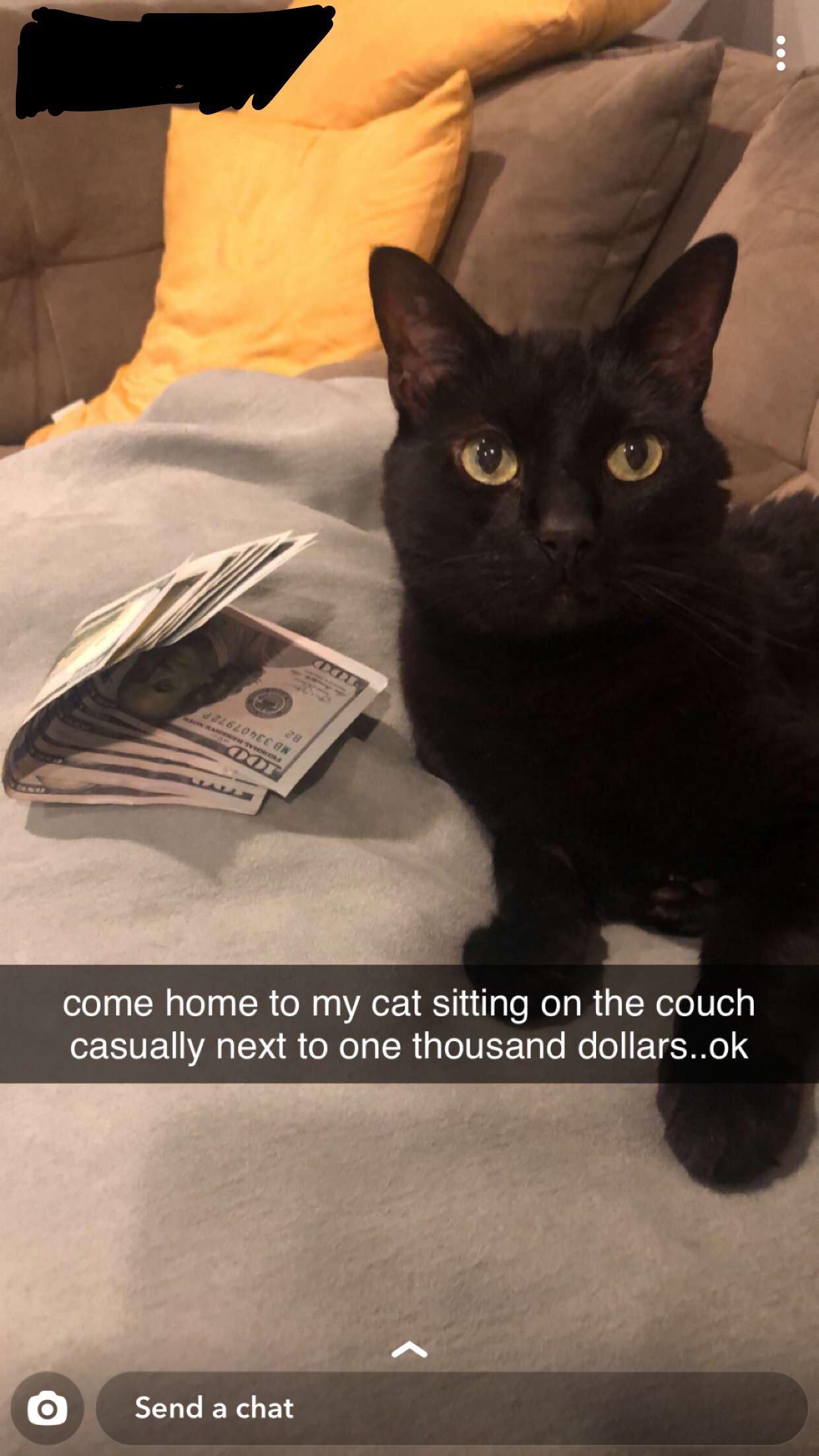 black cat - 28 22620nEE On come home to my cat sitting on the couch casually next to one thousand dollars..ok O Send a chat