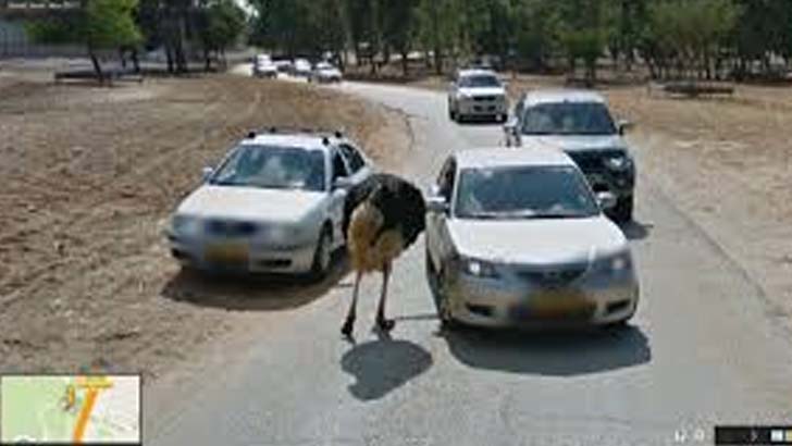 google street view funny animals