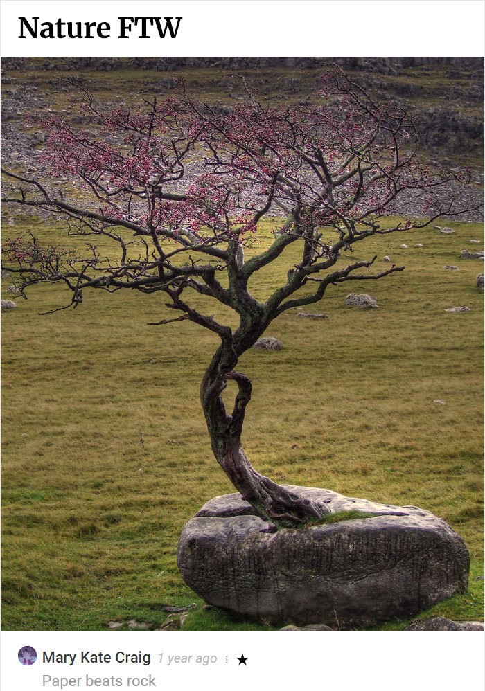 tree growing through rock - Nature Ftw Mary Kate Craig 1 year ago Paper beats rock